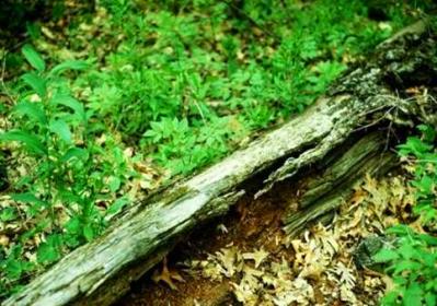 Large Woody Debris in Wetland
